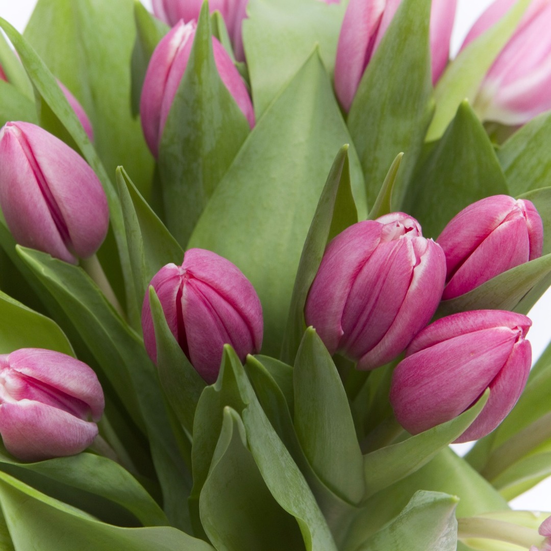 купить цветы Букет из розовых тюльпанов